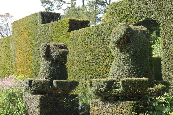 Two Topiary Dogs Stand Guard Archway Hedge English Country House — 图库照片