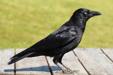 Tahta bir masaya tünemiş garip bir göz ile bir kargaya yaklaş.