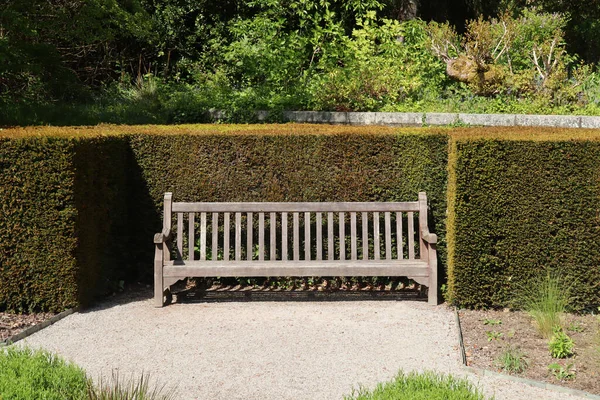 Wooden Bench Sits Secluded Spot Privet Hedge — 图库照片