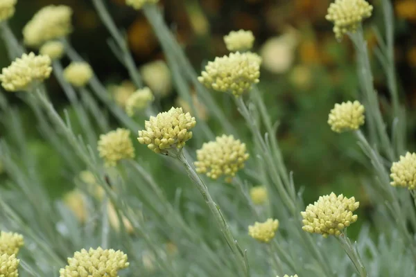 Close up of a yellow helichrysum growing in an English country garden