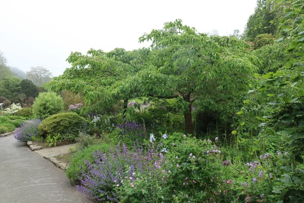 Colourful Plants Trees Growing Path English Country Garden — Fotografia de Stock