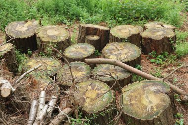 Cut logs in a wooded area. Moss is starting to grow on them as then start to weather