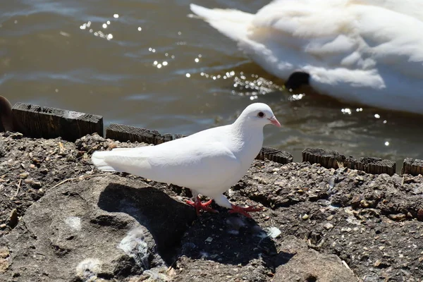 Close up of a lone dove at Abbotsbury Swannery in Dorset, England