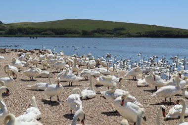 Mute swans wait for feeding time on the gravel at Abbotsbury Swannery in Dorset, England