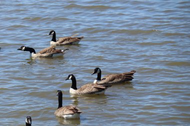 Canada geese wait for feeding time in the Fleet behind Chesil Bank at Abbotsbury Swannery in Dorset, England