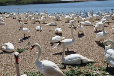 Mute swans wait for feeding time on the gravel at Abbotsbury Swannery in Dorset, England
