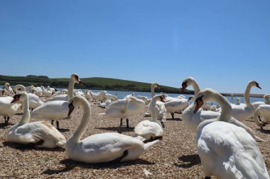 Low level shot of mute swans waiting for feeding time on the gravel at Abbotsbury Swannery in Dorset, England