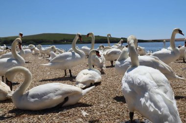 Low level shot of mute swans waiting for feeding time on the gravel at Abbotsbury Swannery in Dorset, England