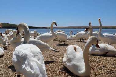 Low level shot of mute swans waiting for feeding time on the gravel at Abbotsbury Swannery in Dorset, England