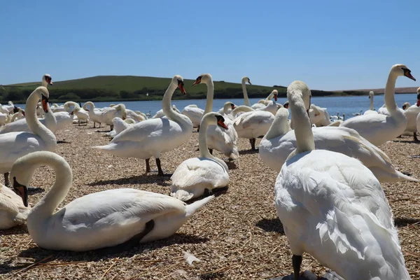Low level shot of mute swans waiting for feeding time on the gravel at Abbotsbury Swannery in Dorset, England
