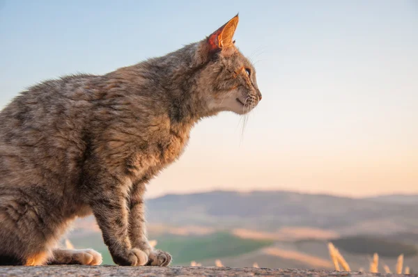 pienza kedi