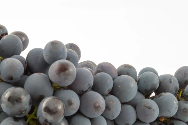 Grano de uva —  Fotos de Stock