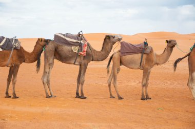 Caravan camels clipart