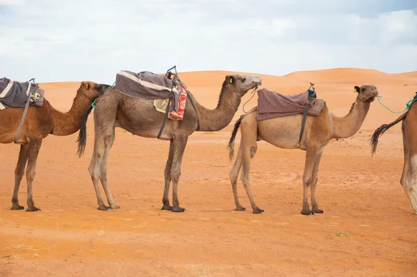 Caravan camels — Stock Photo, Image