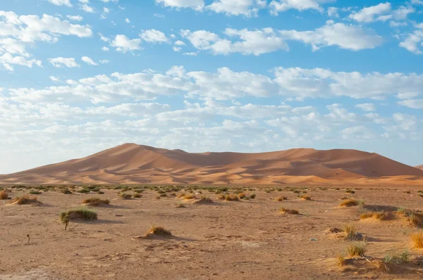 Sahara landscape — Stock Photo, Image
