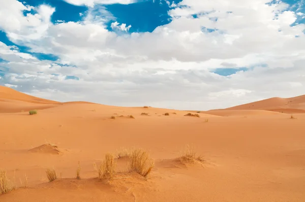 Sahara — Stock Photo, Image