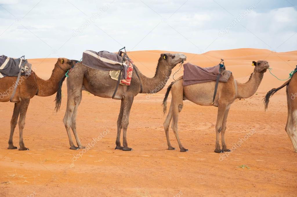 Caravan camels