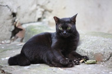 Zavallı kedi ahşap durumda gizleme