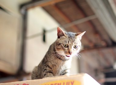 Şehirdeki kedi.