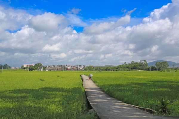 Güney Doğu Çin doğal tarım peyzaj — Stok fotoğraf