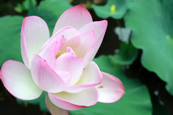 Lotus blommande — Stockfoto