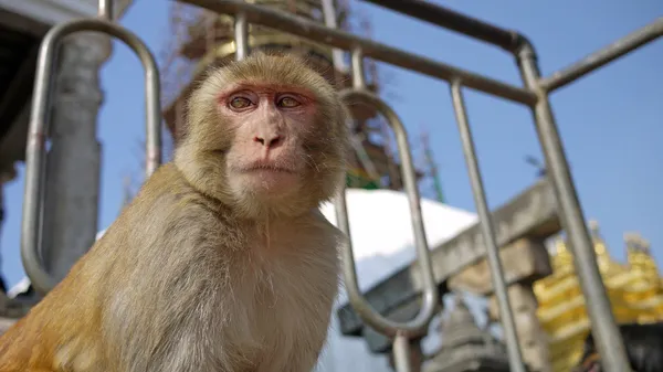 Macaco em templo de macaco — Fotografia de Stock