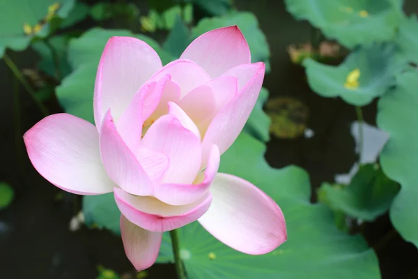 Lotus квітучі — стокове фото