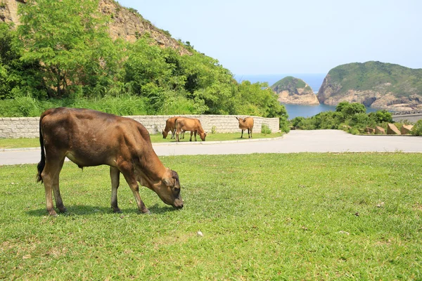 Cows eat the grass on meadow with sea landscape — Stock Photo, Image