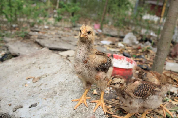 Грязных кур кормят в домашнем саду, в Пунинг, Кантонский фарфор — стоковое фото