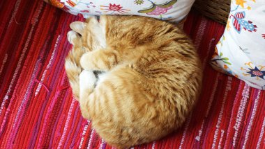 kedi uyku farklı tarzı