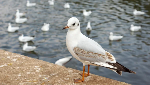 Las gaviotas saltan en el jardín del Lago Verde en Kunming — Foto de Stock