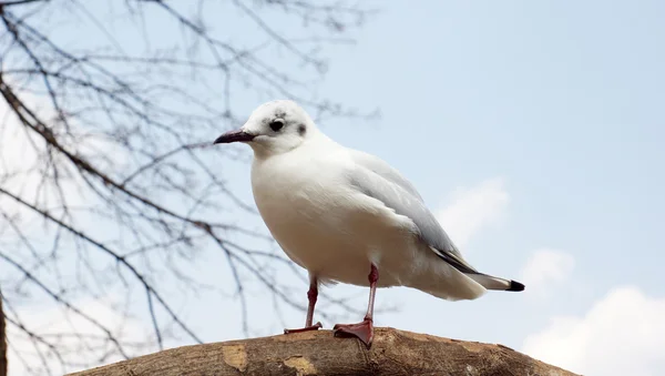 Las gaviotas saltan en el jardín del Lago Verde en Kunming — Foto de Stock