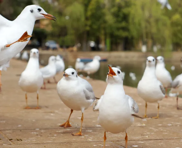 Las gaviotas saltan en el jardín del Lago Verde en Kunming — Foto de Stock