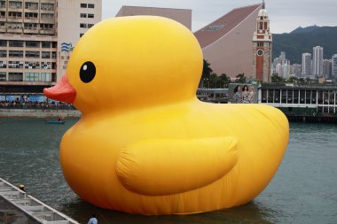 Hong kong - 2 Mayıs: ördek yakın florentijn hofman tarafından 2 Mayıs 2013.giant 'lastik ördek' heykel ile manzarası hong Kong, hong kong için gelmek ve hong kong insanlar dikkat çekmek