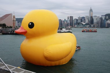 Hong kong - 2 Mayıs: ördek yakın florentijn hofman tarafından 2 Mayıs 2013.giant 'lastik ördek' heykel ile manzarası hong Kong, hong kong için gelmek ve hong kong insanlar dikkat çekmek