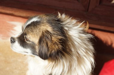 oyuncak İspanyol ya da oyuncak köpek farklı poz
