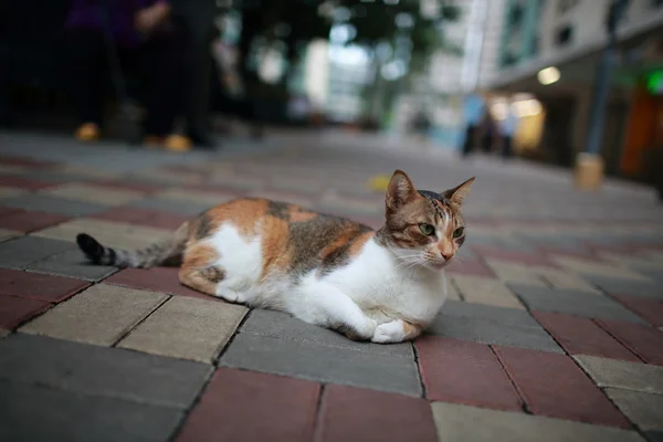 Entzückende Calico-Katze liegt auf der Straße — Stockfoto