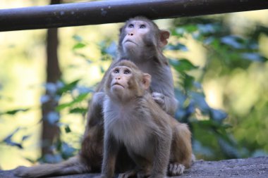 maymun Sosyal beceri