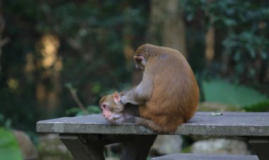 maymun Sosyal beceri