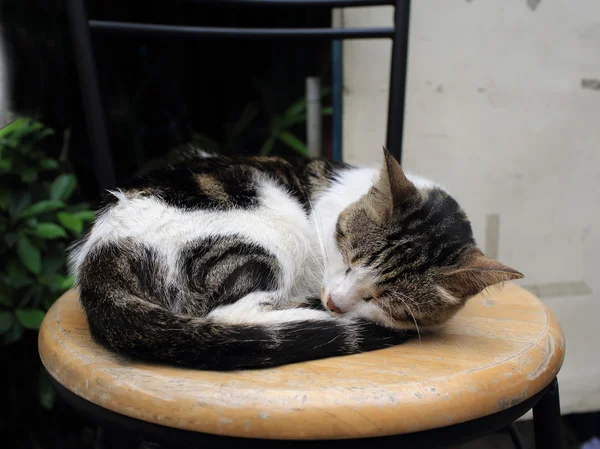 Котячий рукав на стільці — стокове фото