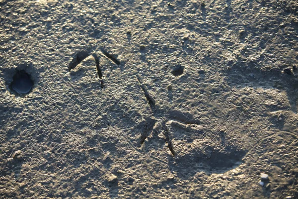 Pé de pássaro na praia de lama — Fotografia de Stock