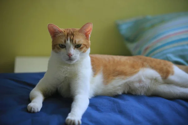 Сердитая Кошка Лежащая Кровати — стоковое фото