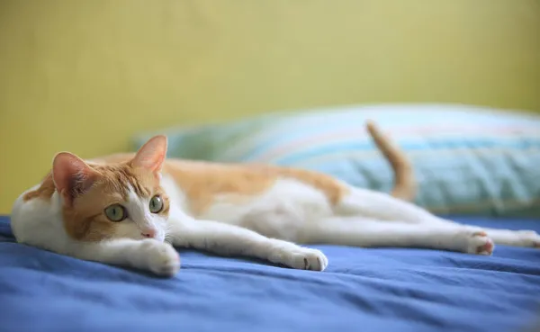 家里的姜汁猫 — 图库照片