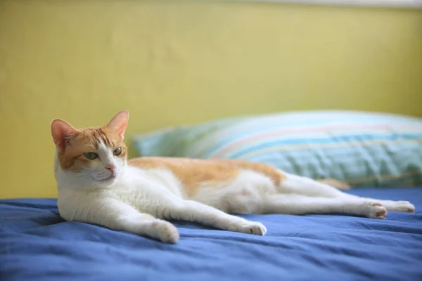 下午有生姜猫躺在床上 — 图库照片