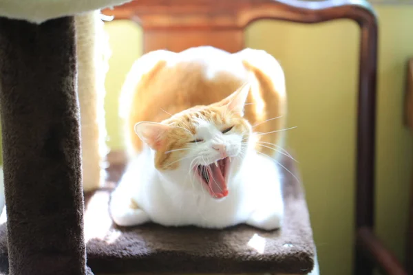 Χαριτωμένο Χασμουρητό Γάτα Στην Καρέκλα — Φωτογραφία Αρχείου