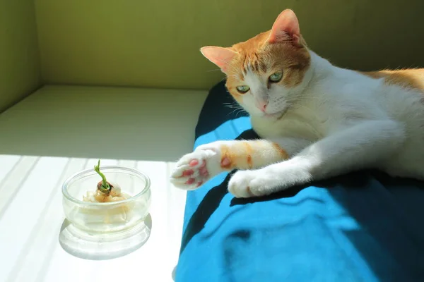 生姜猫看着盆栽 — 图库照片
