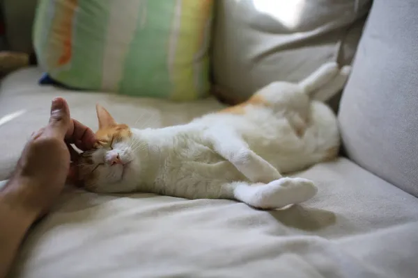Gato Blanco Siente Bien Cuando Dirige Tocado Por Dueño Mascota —  Fotos de Stock