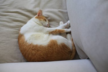 Kedi uyur ve karnını gösterir.