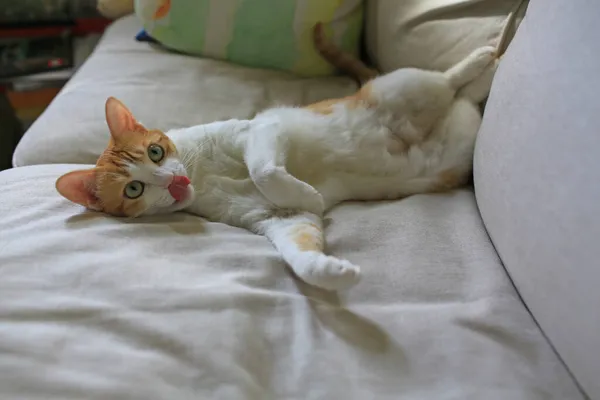 Blanco Jengibre Gato Labio Mentira —  Fotos de Stock