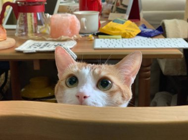 ginger cat hide her head